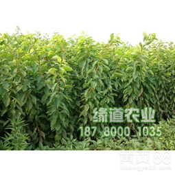 2019年重慶鳳凰李子苗市場報價及價格趨勢分析