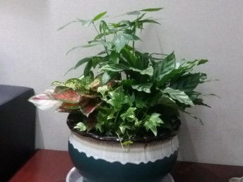 北京花卉綠植租擺與園林綠化養護 一站式綠化解決方案