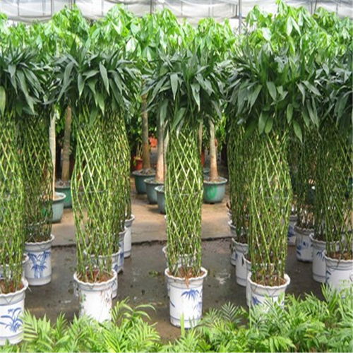 鼓樓區酒店綠植租賃 專業養護服務，打造可持續的生態美學空間