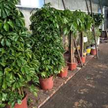 貴華園嶺南盆景種植中心 匠心守護綠意，專業妝點空間