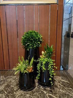 打造綠色辦公空間 成茂園林為您提供專業廣州植物租賃服務