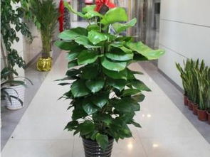 上海莘莊、七寶、航華、龍柏地區專業植物租擺與花卉租賃服務全解析